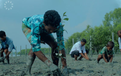 Mangroves: A nature-based solution for climate adaptation