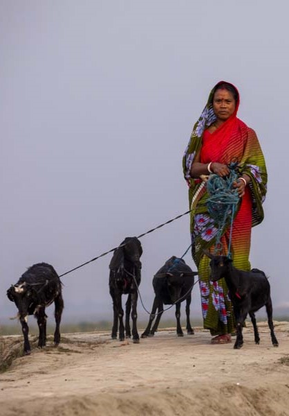 A women standing with 4 goats raiseb by herself and helpbed by Friendship NGO. She lives in the remote area of a revirain demograph.