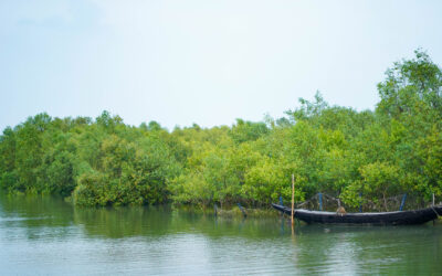 Perspectives from inside a worldwide climate adaptation movement