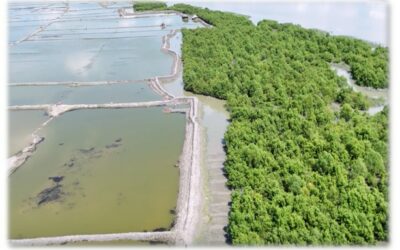 Les arbres de mangroves poussent aussi à Luxembourg !